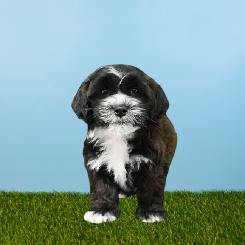 carousel pet images