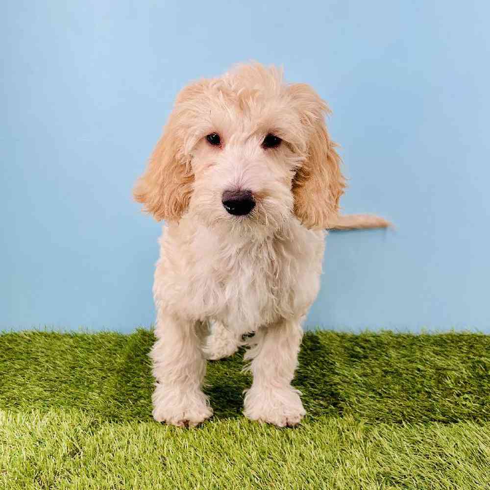 carousel pet images