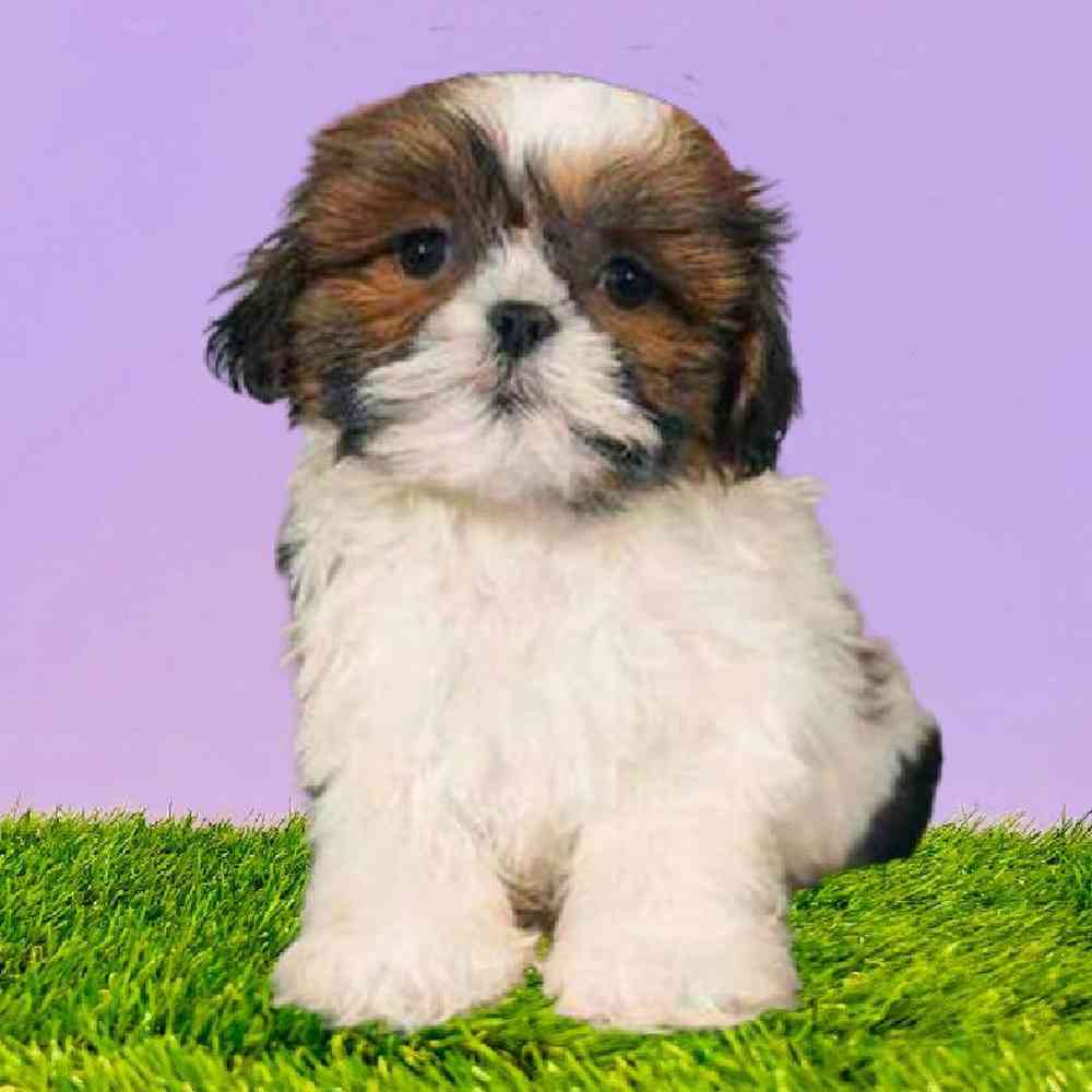 carousel pet images