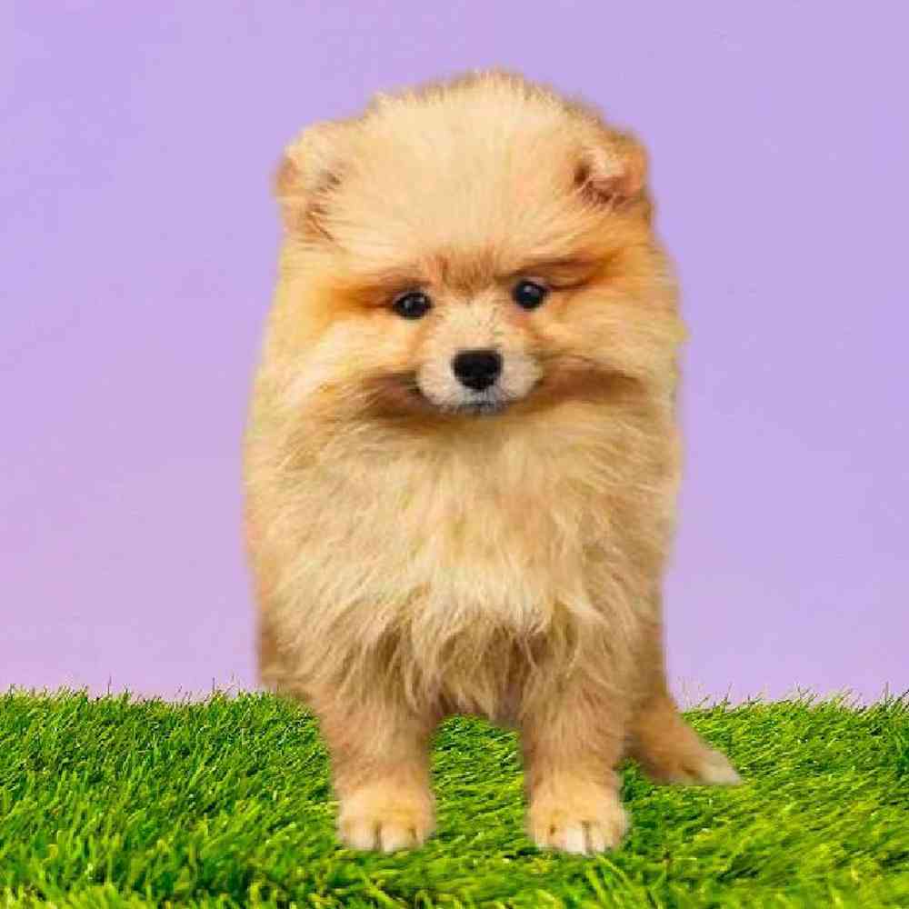 carousel pet images