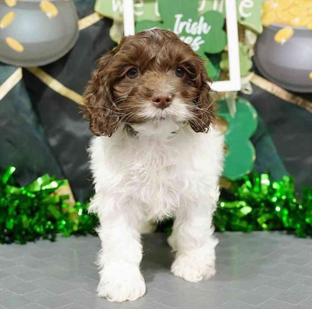 carousel pet images