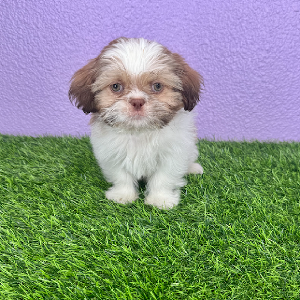 carousel pet images