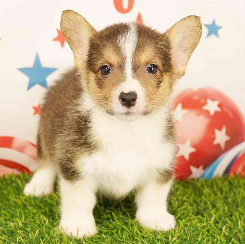 carousel pet images