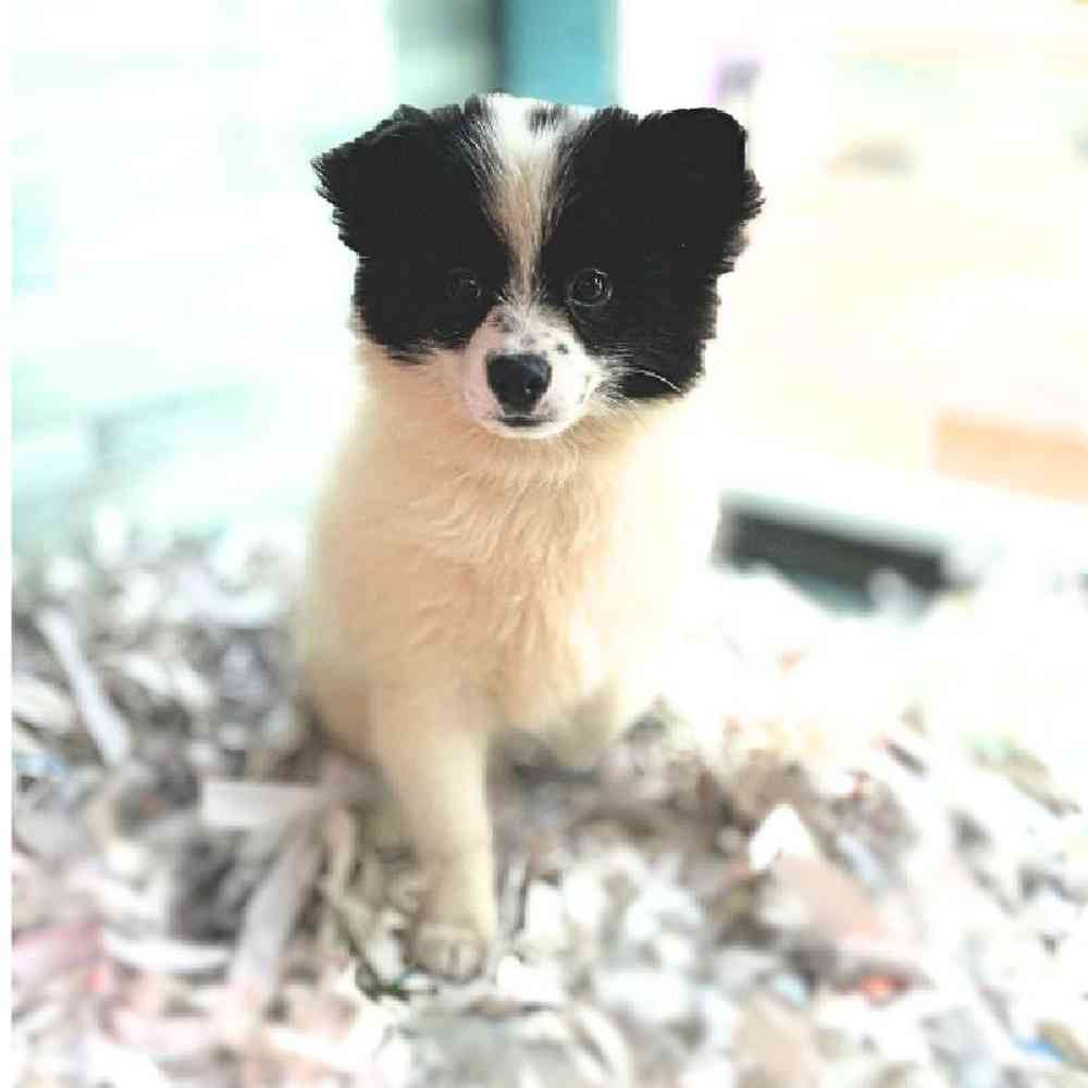 carousel pet images