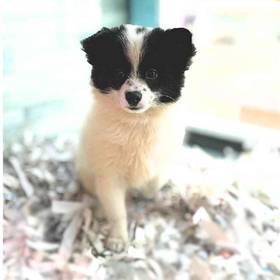 Pomeranian