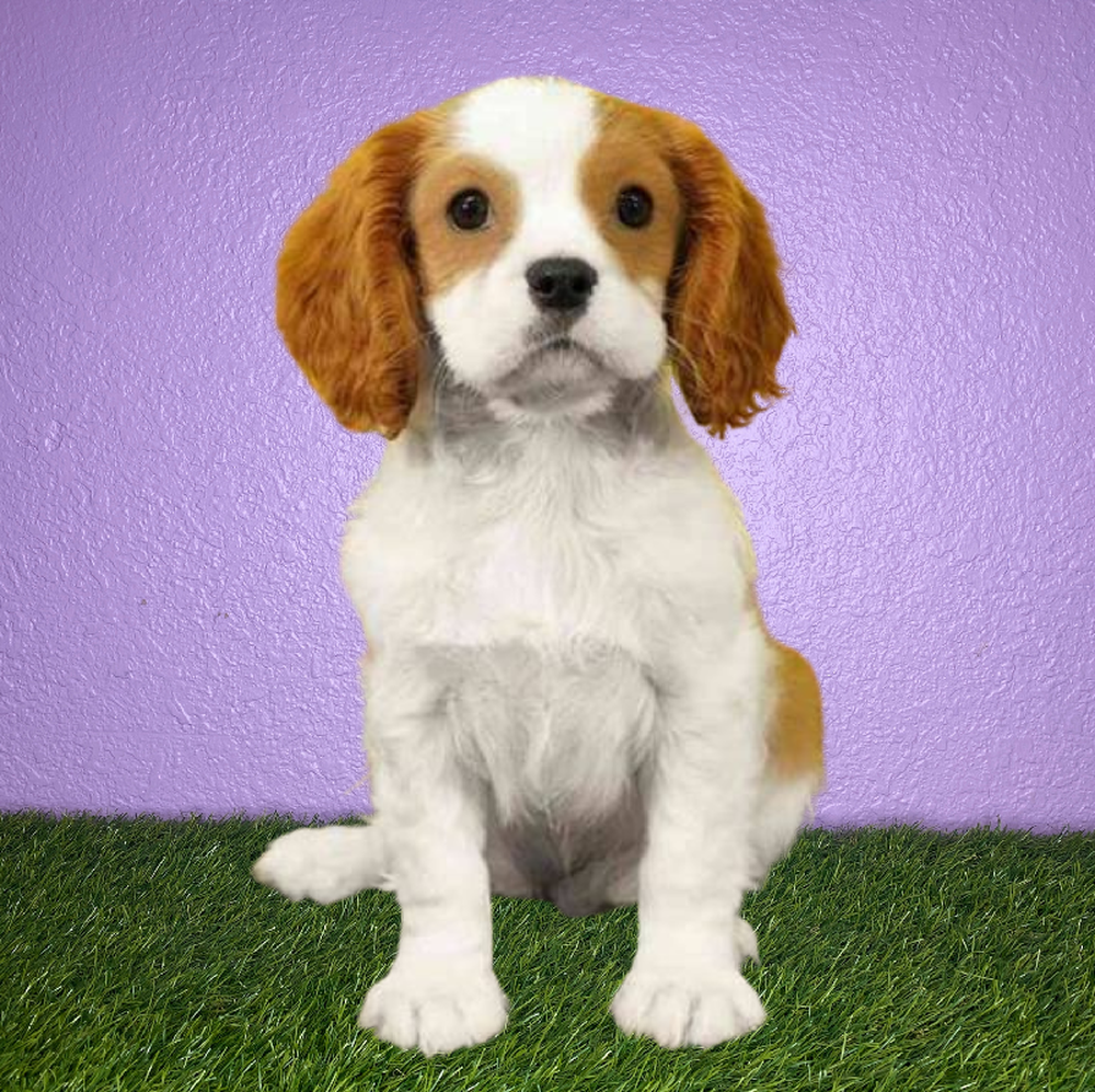 carousel pet images
