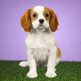 Cavalier King Charles Spaniel