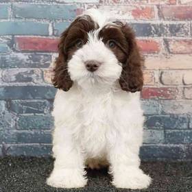 Cockapoo