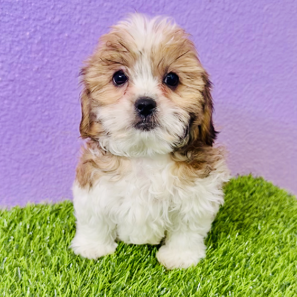 carousel pet images