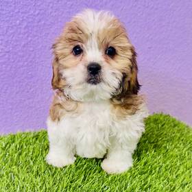 Shorkie