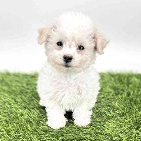 Bichon
