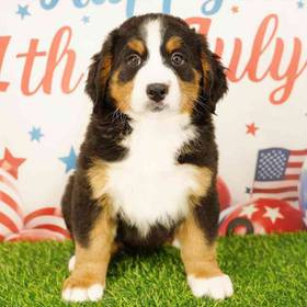 Bernese Mountain Dog