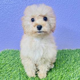 Mini Poodle
