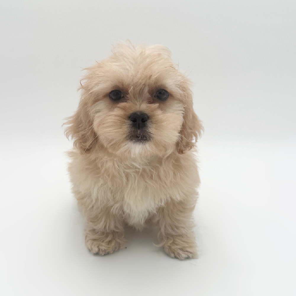 Image of a pet breed in the gallery