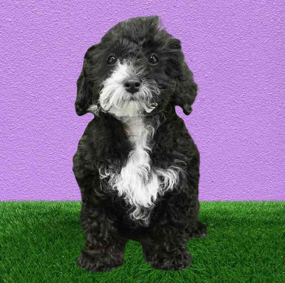 carousel pet images