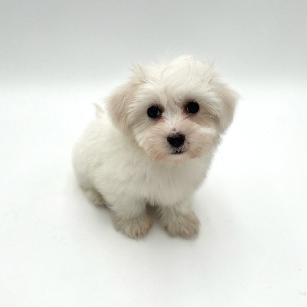 Yorkie/Teddy Bear Puppies for sale at Puppyland