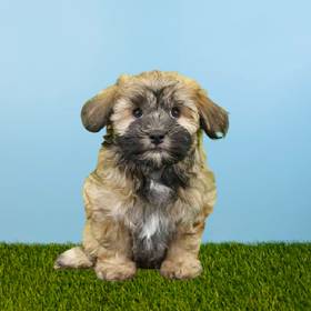 Havanese