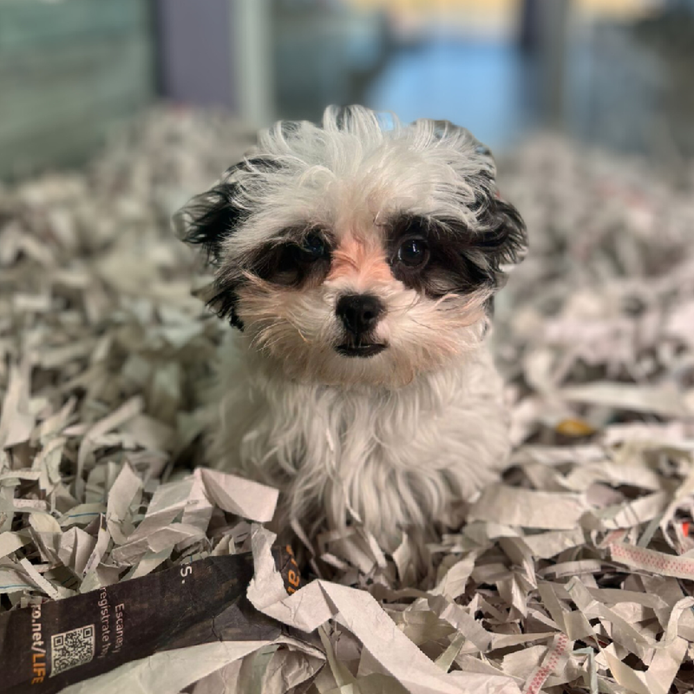 carousel pet images