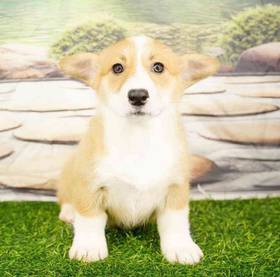Pembroke Welsh Corgi
