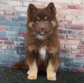 Pomsky