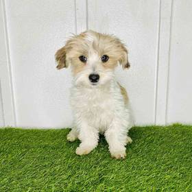 Havanese