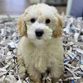 Bichapoo