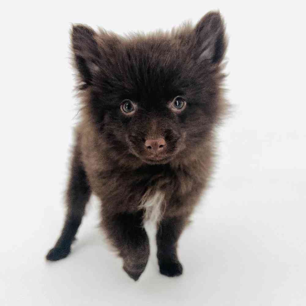 Male Pomeranian Puppy for Sale in Tolleson, AZ