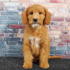 2nd Gen Mini Goldendoodle