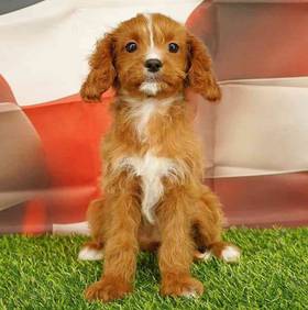 Cavapoo