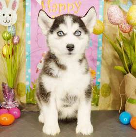 Siberian Husky
