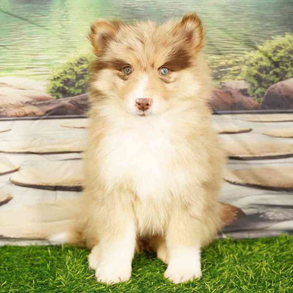 carousel pet images