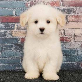 Maltipoo