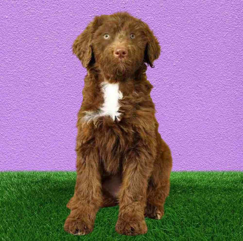 carousel pet images