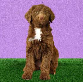 Aussiedoodle