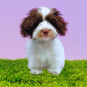 Havanese