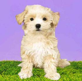 Maltipoo