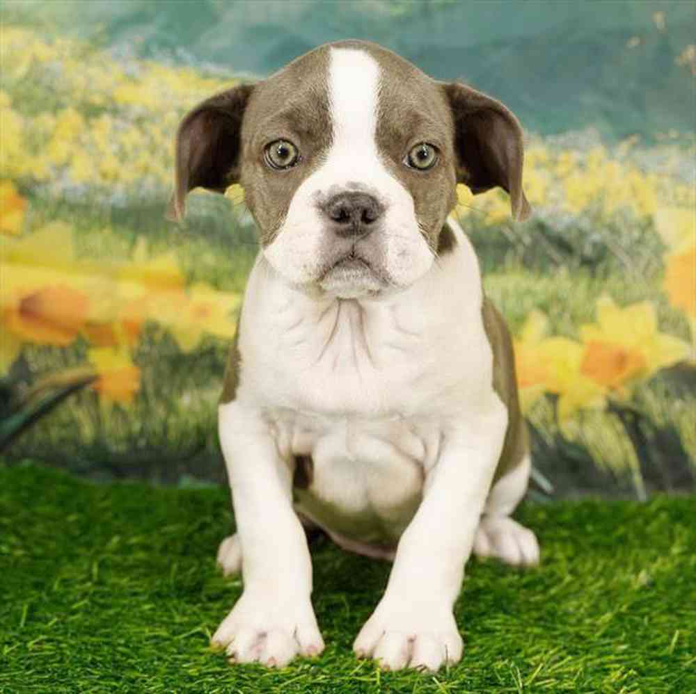 carousel pet images