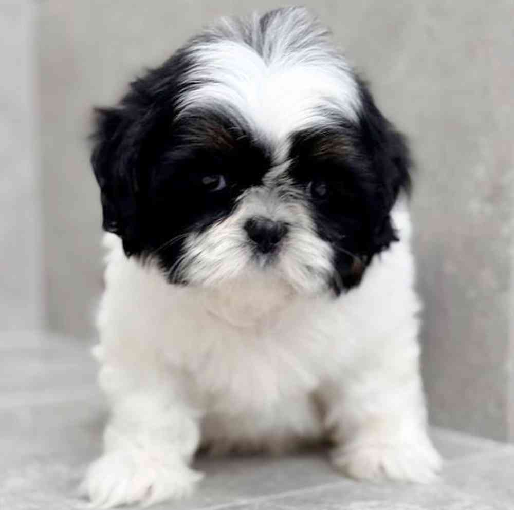 carousel pet images
