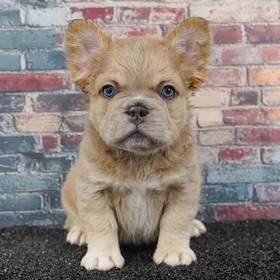French Bulldog