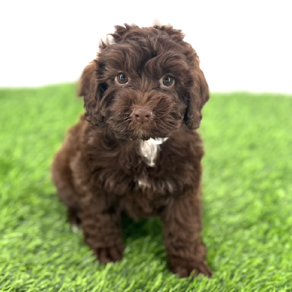 carousel pet images