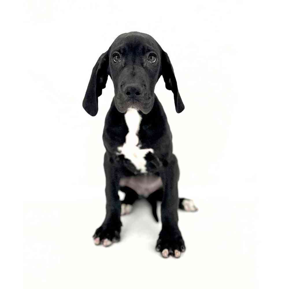 Female Great Dane Puppy for Sale in Puyallup, WA