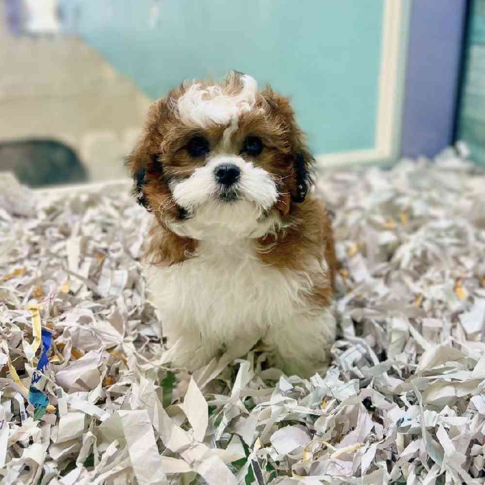 carousel pet images