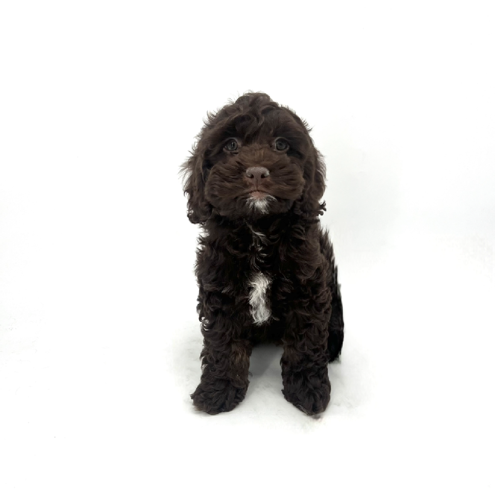 carousel pet images