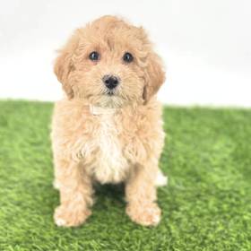 2nd Gen Cockapoo