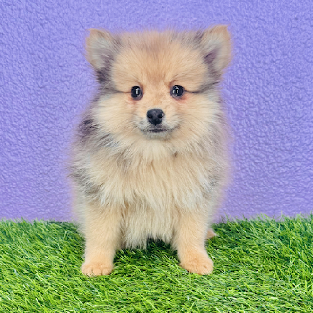 carousel pet images