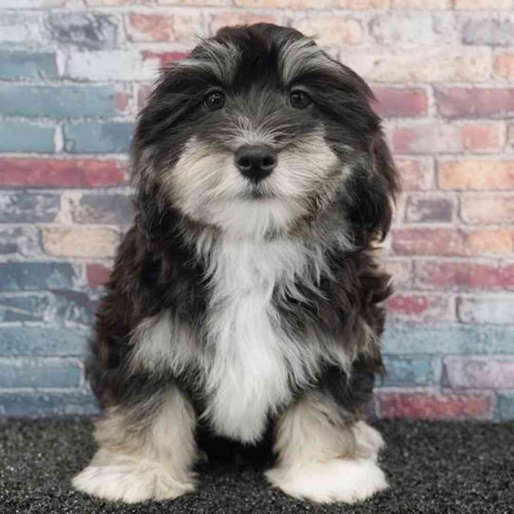 carousel pet images