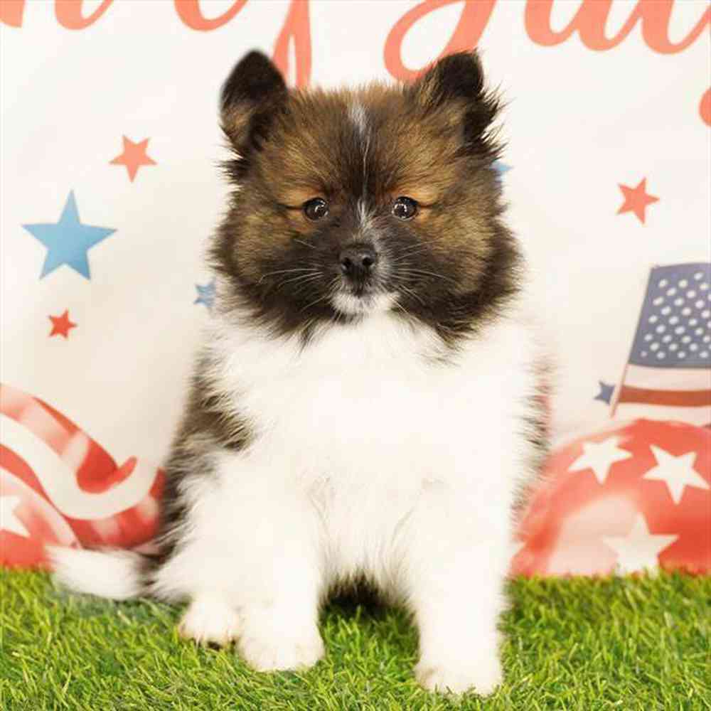 carousel pet images