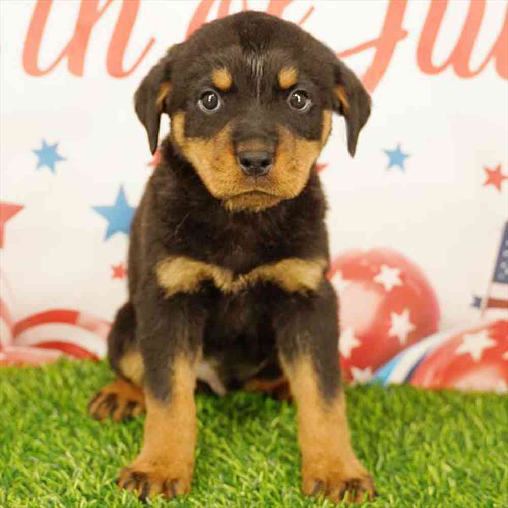Image of a pet breed in the gallery