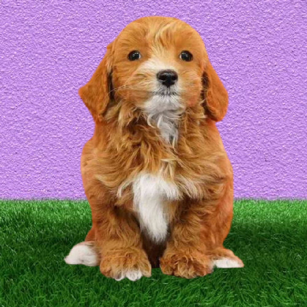 carousel pet images