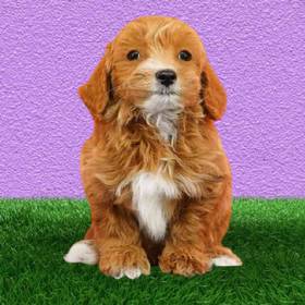 2nd Gen Mini Goldendoodle